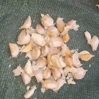 سیر بذری درجه 1 همدان جهت کاشت|حراج|خرمآباد, |دیوار