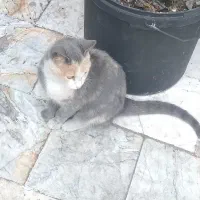 بچه گربه ی بسیار زیبا و پر جنب و جوش