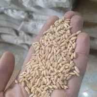 پخش خوراک دام و طیوربه صورت عمده|حیوانات مزرعه|خرمآباد (تنکابن), |دیوار