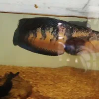 چانا رد مارو 30سانتی