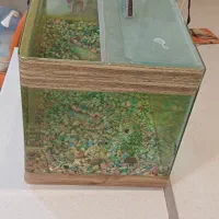 دو عدد آکواریوم شیشه خم کوچک