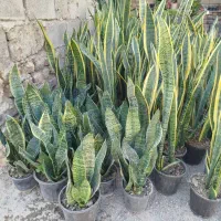 سانسوریا فقط ۲۰۰