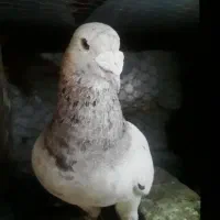 کفتر سار