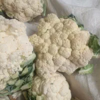 گل کلمی زیر قیمت بازار  فقط ۲۵ تومن