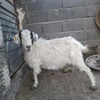 بز کل|حیوانات مزرعه|مشهد, سیس‌آباد|دیوار