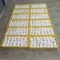 تخم غازمحلی نطفه دار