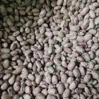 لوبیا چیتی تلاش