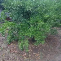 فروش نارنگی ژاپنی سر درخت