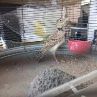 سهره قناری|پرنده|جهرم, |دیوار