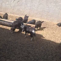 بزغاله بومی چاق|حیوانات مزرعه|آران و بیدگل, |دیوار