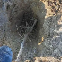 نهال زرشک پر ریشه درجه یک ضمانتی