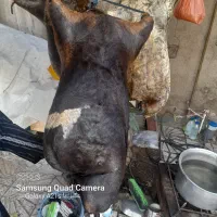 هیزه سالم به شرط ۲۵ کیلو