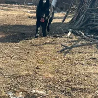 توله ی ژرمن بلک ورک|سگ|نوشین شهر, |دیوار