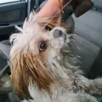 سگ پیدا شده|حیوانات|تبریز, |دیوار