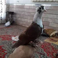 گلی سرسفیدکلایی دستی رام(کفتر|پرنده|رفسنجان, |دیوار