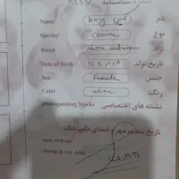 سگ اشتپیز