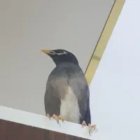 فروش مرغ مینا