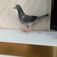 چاپی ماده مسافتی نژاد اردن