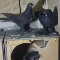 کبوتر قره|پرنده|صوفیان, |دیوار