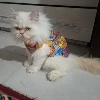 گربه پرشین اصل