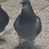 نرمگس باختی|حیوانات|زاهدان, |دیوار