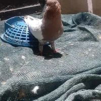 کبوتر|پرنده|شوش, |دیوار