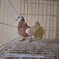 طوق زرد نر