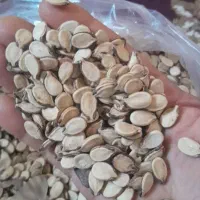 تخمه هندونه اجیلی