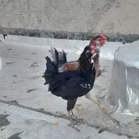 دوعدد خروس گلین ریشی چهل تاج دونه ای ۶۰۰