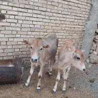 دوتا گوساله نر