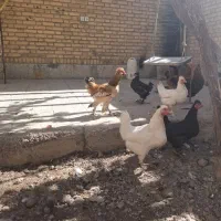 مرغ سیاه بومی وسفید بومی اصل تخمگذار|حیوانات مزرعه|خمینی‌شهر, |دیوار