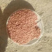 گندم آبی باقله شاخ بزی|خدمات باغبانی و درختکاری|بروجرد, |دیوار