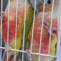 یه جفت گرینچیک امریکن دبل رد قرمزی بالا کارداده