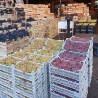 امپراطور انگور دیم سردشت کردستان سیاه سنندج|خوردنی و آشامیدنی|تهران, میدان میوه و تره‌بار مرکزی|دیوار