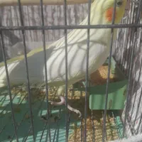 عروس هلندی لوتینو ،یکساله|پرنده|دامغان, |دیوار