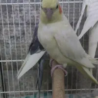 فروش عروس هلندی|پرنده|خوسف, |دیوار