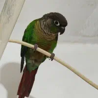 طوطی گرینچیگ