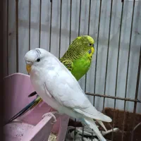 جفت مرغ عشق