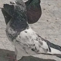 کله دم سبز پاکستانی