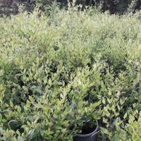 یاس هلندی سطل ۱۲