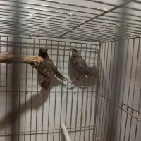 فنچ  پرل شکلاتی جفت بنگالی|پرنده|هشتگرد, هشتگرد قدیم|دیوار