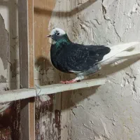 کبوتر گرفتنی|پرنده|ارومیه, |دیوار