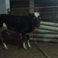 گاو شکم اول بدون گوساله