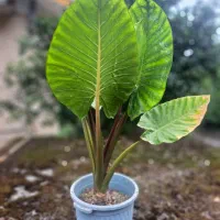فروش گل  بابا آدم