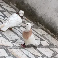 جفت طوقی فوق.درشت