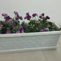 گل طبیعی و گلدان و پایه گل|گل و گیاه طبیعی|مشهد, هنرور|دیوار