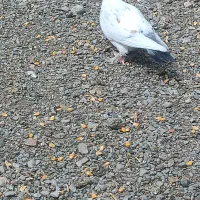 کبوتراهمگی دونه ای150|پرنده|بلوک, |دیوار