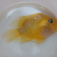 ماهی پرت