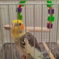 عروس هلندی زیر قیمت