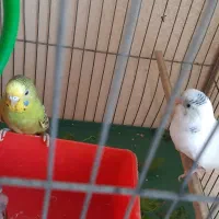 مرغ عشق با جوجه